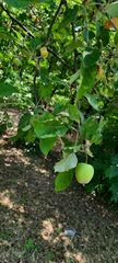 Malus