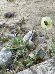 Papaver radicatum