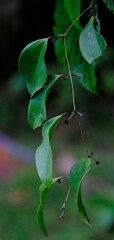 Smilax subpubescens