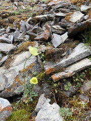 Papaver radicatum
