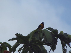 Icterus chrysater