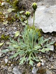 Papaver radicatum