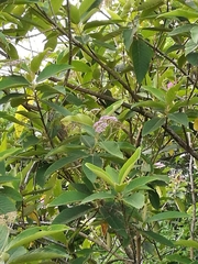 Callicarpa macrophylla