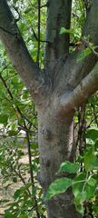 Malus