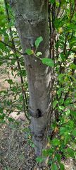 Malus