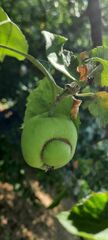 Malus