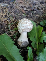 Chlorophyllum brunneum