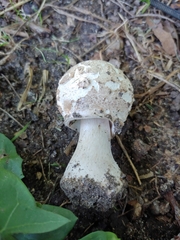Chlorophyllum brunneum
