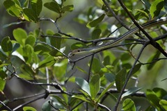 Masticophis bilineatus