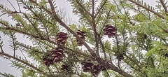 Tsuga chinensis
