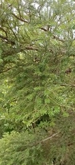 Tsuga chinensis