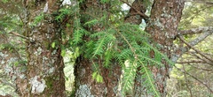 Tsuga chinensis