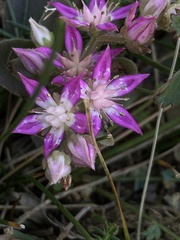 Phedimus obtusifolius