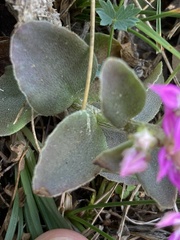 Phedimus obtusifolius
