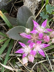Phedimus obtusifolius