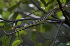 Masticophis bilineatus