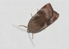 Noctua janthina