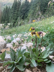Senecio amplectens