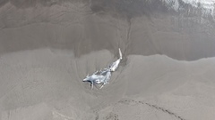 Balaenoptera edeni brydei