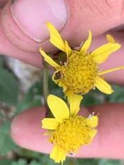 Senecio amplectens