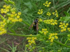 Dolichovespula arctica