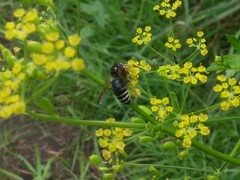 Dolichovespula arctica