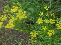 Dolichovespula arctica