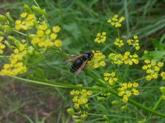 Dolichovespula arctica