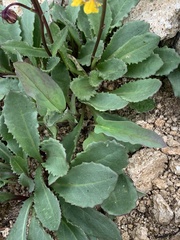 Senecio amplectens