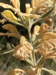 Phlomis armeniaca