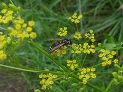 Dolichovespula arctica