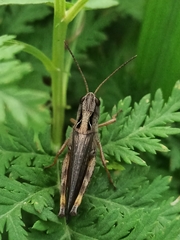 Megaulacobothrus aethalinus