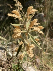 Phlomis armeniaca