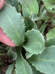 Senecio amplectens