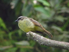 Myiodynastes hemichrysus
