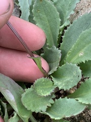 Senecio amplectens