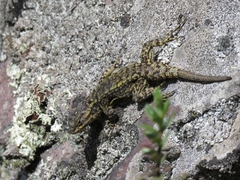 Sceloporus anahuacus