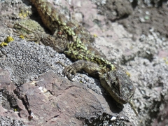 Sceloporus anahuacus