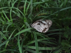 Melanargia epimede