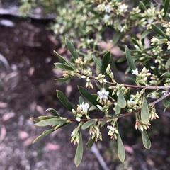 Styphelia mutica