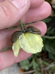 Papaver radicatum