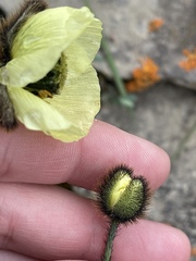 Papaver radicatum