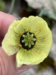 Papaver radicatum