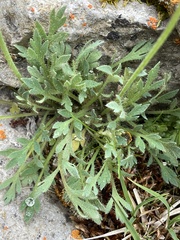 Papaver radicatum