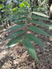 Trema micrantha
