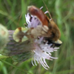 Polydontomyia curvipes