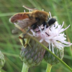 Polydontomyia curvipes