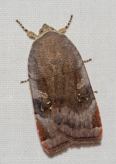 Noctua janthina