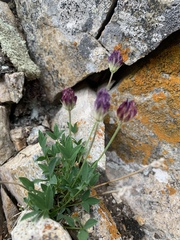 Trifolium dasyphyllum