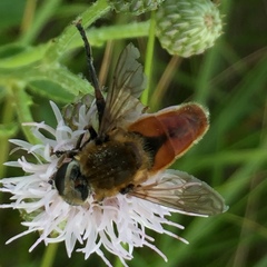 Polydontomyia curvipes